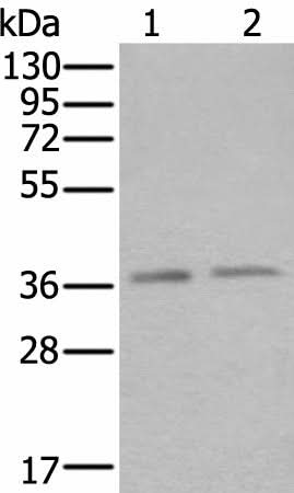 Western blot analysis of Hela and Raji cell lysates using ATXN7L3 Polyclonal Antibody at dilution of 1:500
