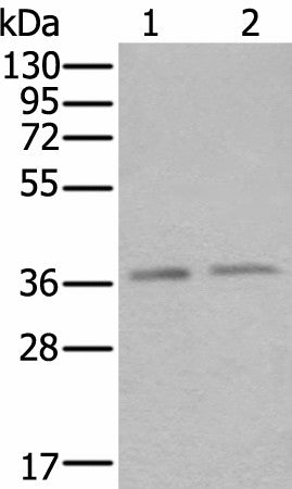 Western blot analysis of Hela and Raji cell lysates using ATXN7L3 Polyclonal Antibody at dilution of 1:500