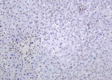 Anti-Human/Mouse/Rat Histone H4 Antibody [B1167]