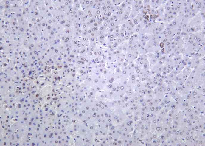 Anti-Human/Mouse/Rat Histone H4 Antibody [B1167]