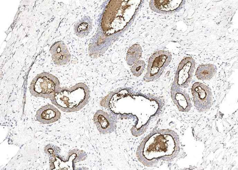 Anti-Human MUC1 Antibody [B342] - ABMIUM