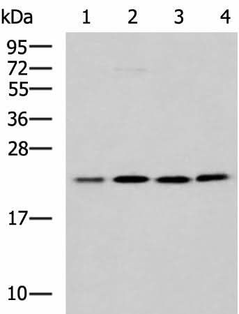 Western blot analysis of K562 A172 Jurkat LOVO cell lysates using MRPL40 Polyclonal Antibody at dilution of 1:1000