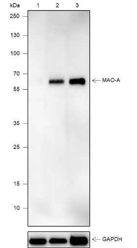 Anti-Human/Mouse MAO-A Antibody [A611] - ABMIUM
