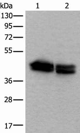 Anti-Human/Mouse TIA1 Antibody