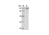 SDS-PAGE analysis of Mouse OPG proteins, 2 μg/lane of Recombinant Mouse OPG TARC proteins was resolved with SDS-PAGE under reducing conditions, showing bands at 80 kDa.