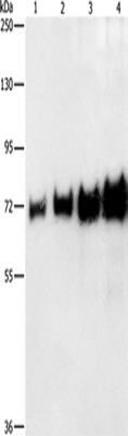 Anti-Bovine serum albumin BSA Antibody - ABMIUM