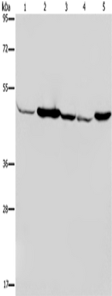 Anti-Human/Mouse/Rat IDH2 Antibody - ABMIUM