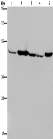 Anti-Human/Mouse/Rat IDH2 Antibody - ABMIUM
