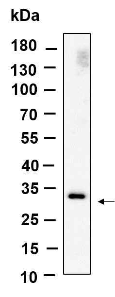 Anti-Human/Mouse/Rat Nogo B receptor Antibody [B1001] - ABMIUM