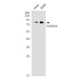 Western blot detection of FOXO3A in Hela,A549 cell lysates using FOXO3A Rabbit mAb(1:1000 diluted).Predicted band size:71kDa.Observed band size:82kDa.