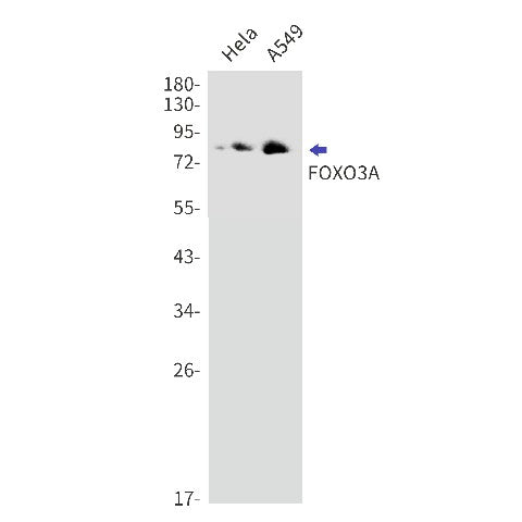 Western blot detection of FOXO3A in Hela,A549 cell lysates using FOXO3A Rabbit mAb(1:1000 diluted).Predicted band size:71kDa.Observed band size:82kDa.