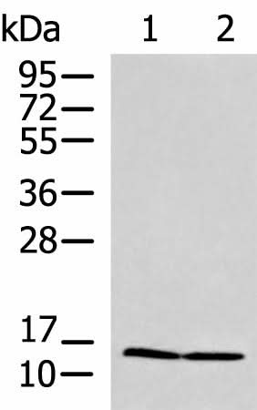 Western blot analysis of HepG2 and Jurkat cell lysates using PAM16 Polyclonal Antibody at dilution of 1:700