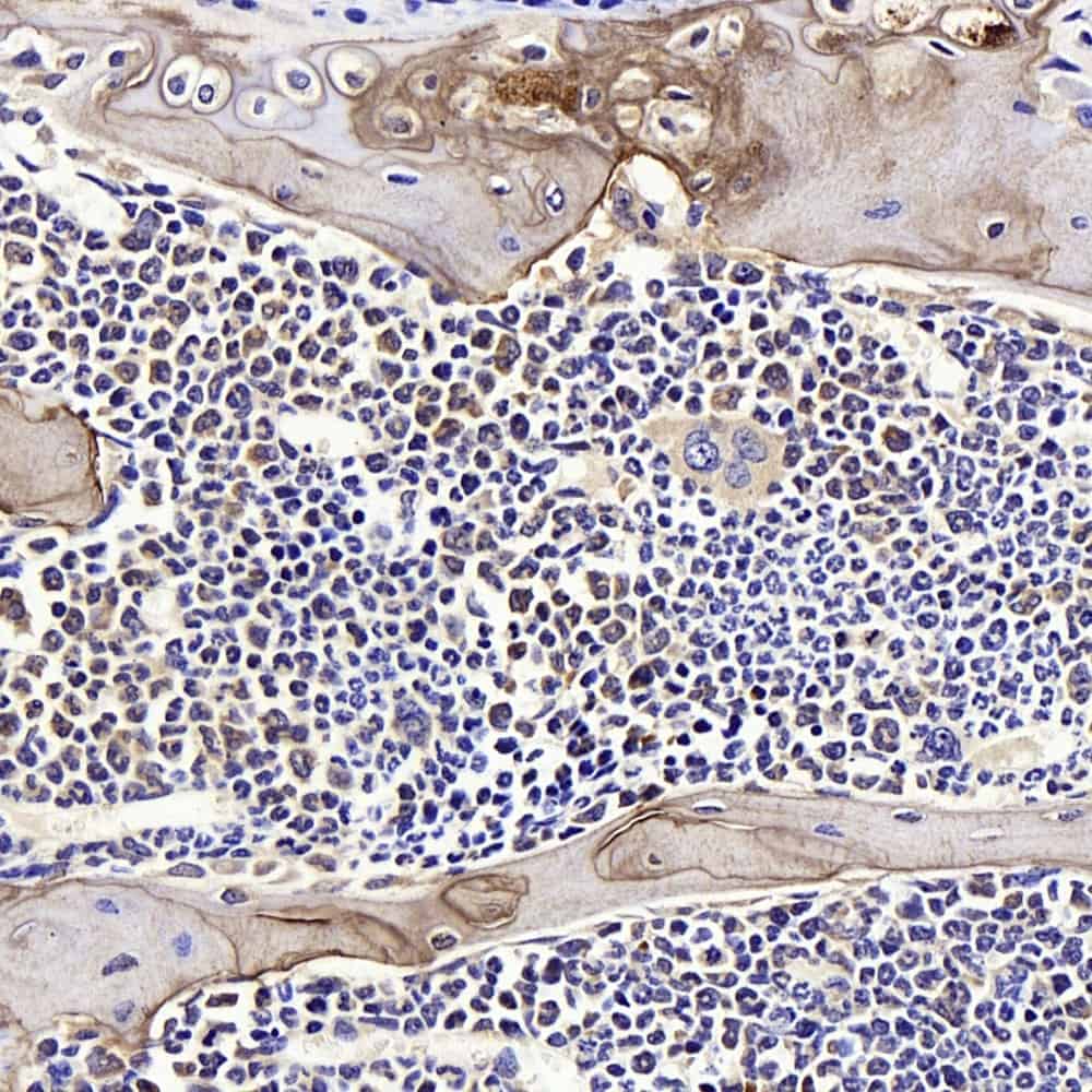 Immunohistochemistry analysis of paraffin-embedded mouse bone using SPP1 Polyclonal Antibody at dilution of 1:400.