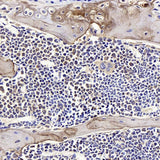 Immunohistochemistry analysis of paraffin-embedded mouse bone using SPP1 Polyclonal Antibody at dilution of 1:400.