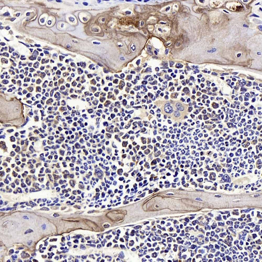 Immunohistochemistry analysis of paraffin-embedded mouse bone using SPP1 Polyclonal Antibody at dilution of 1:400.
