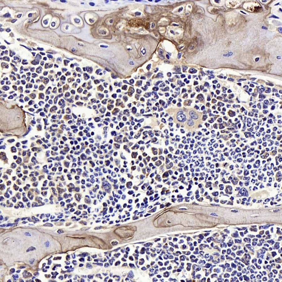 Immunohistochemistry analysis of paraffin-embedded mouse bone using SPP1 Polyclonal Antibody at dilution of 1:400.