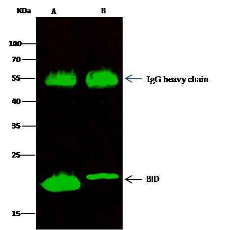 Anti-Human BID Antibody [A1169] - ABMIUM
