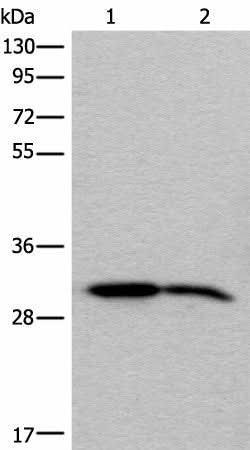 Western blot analysis of Human cerebrum tissue and Mouse brain tissue lysates using IMPA1 Polyclonal Antibody at dilution of 1:300