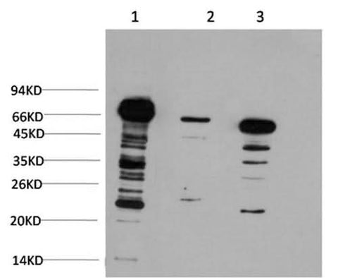 Western Blot analysis of 1) Hela, 2) 3T3, 3) Rat brain using Ubiquitin Monoclonal Antibody at dilution of 1:1000.
