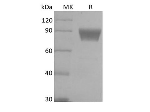 > 95 % as determined by reducing SDS-PAGE.