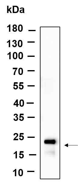 Anti-Human/Mouse/Rat Histone H3 Antibody [B892]