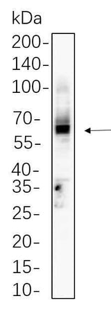 Anti-Human/Mouse CD4 Antibody [B735]