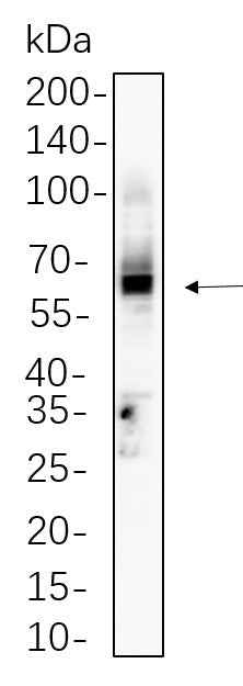 Anti-Human/Mouse CD4 Antibody [B735] - ABMIUM