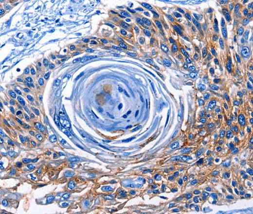 Anti-Human CLEC2B Antibody