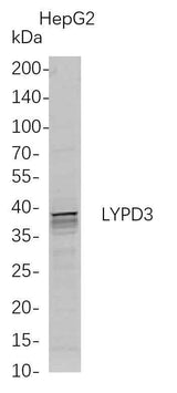 Anti-Human LYPD3 Antibody [B717]