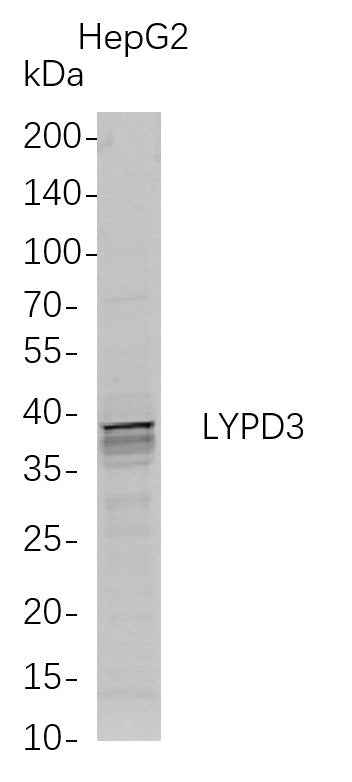 Anti-Human LYPD3 Antibody [B717] - ABMIUM