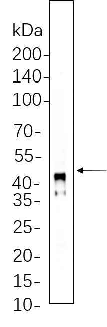Anti-Human/Mouse/Rat Connexin 43 Antibody [B1118]