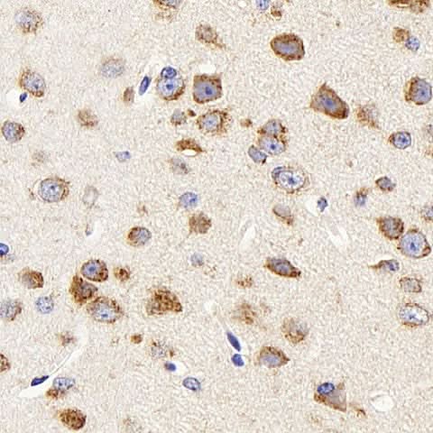 Immunohistochemistry analysis of paraffin-embedded mouse brain using DCX Polyclonal Antibody at dilution of 1:400.