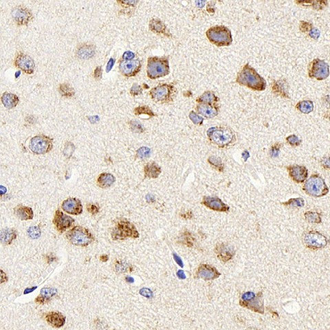 Immunohistochemistry analysis of paraffin-embedded mouse brain using DCX Polyclonal Antibody at dilution of 1:400.