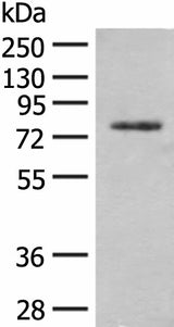 Western blot analysis of Hela cell lysate using TRMT1 Polyclonal Antibody at dilution of 1:300