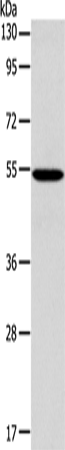 Anti-Human/Mouse ERG Antibody - ABMIUM