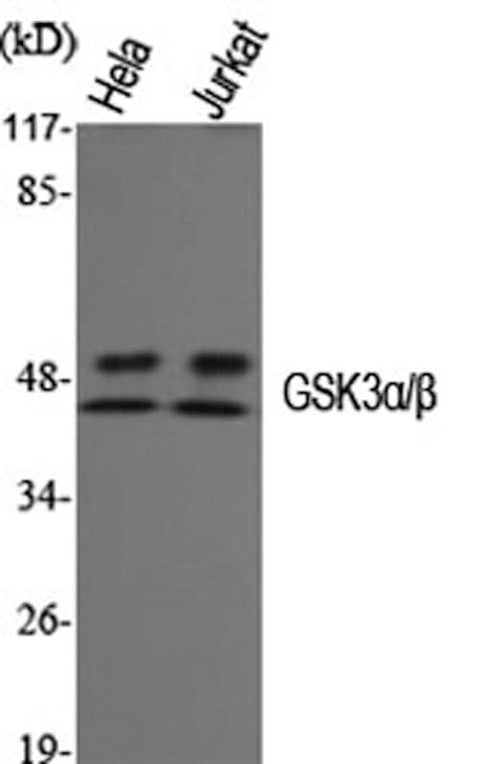Western Blot analysis of Hela, Jurkat cells using GSK3 alpha/beta Polyclonal Antibody at dilution of 1:1000.