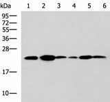 Western blot analysis of NIH/3T3 cell Mouse Pancreas tissue Rat lung tissue Mouse liver tissue Hela Raji cell lysates using TMED10 Polyclonal Antibody at dilution of 1:900
