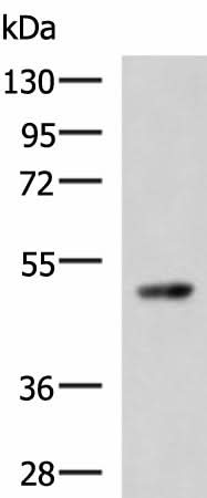 Western blot analysis of 293T cell lysate using TP53 Polyclonal Antibody at dilution of 1:1000