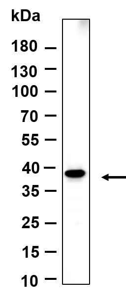 Anti-Human/Mouse/Rat Crk-L Antibody [B928] - ABMIUM