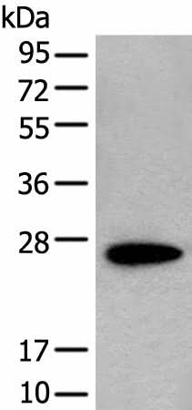 Western blot analysis of NIH/3T3 cell lysate using CD63 Polyclonal Antibody at dilution of 1:250