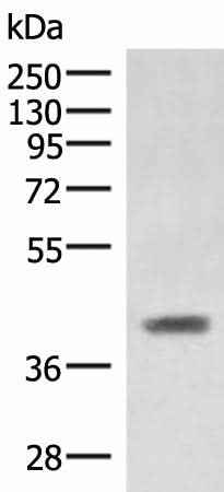 Anti-Human/Mouse SAMSN1 Antibody