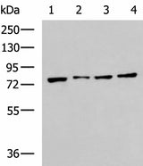 Western blot analysis of RAW264.7 MCF7 Jurkat and A431 cell lysates using HSPA5 Polyclonal Antibody at dilution of 1:400