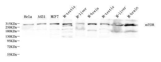 Western Blot analysis of various samples using MTOR Polyclonal Antibody at dilution of 1:1000.