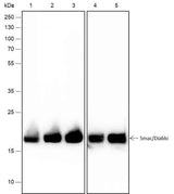 Anti-Human/Rat/Mouse Smac/Diablo Antibody [A361]