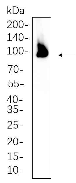 Anti-Human/Mouse/Rat PSD95 Antibody [B1131] - ABMIUM
