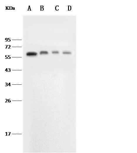 Anti-Mouse SELE Antibody [B484] - ABMIUM