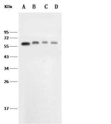 Anti-Mouse SELE Antibody [B484]