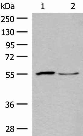Anti-Human/Mouse/Rat SLC2A8 Antibody