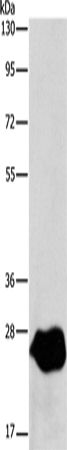 Anti-Human/Mouse/Rat LXN Antibody - ABMIUM