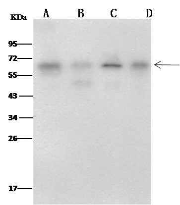 Anti-Human METAP2 Antibody [A891] - ABMIUM